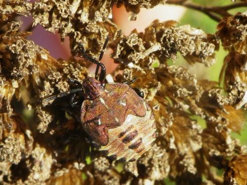 Réf. 215 461 : Carpocoris sp.